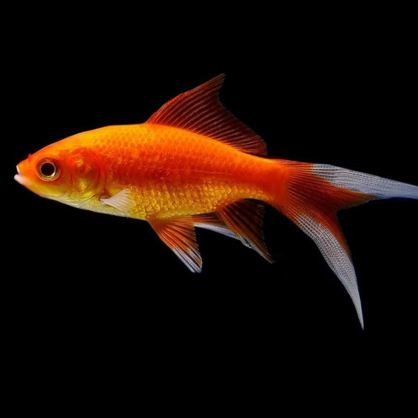 Koi