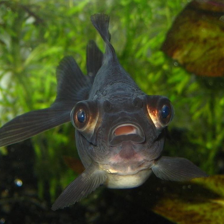 Oranda